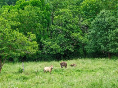 Torce Köyü, Ubinas La mesa Doğal Parkı ve Biyosfer Rezervi, Asturias, İspanya