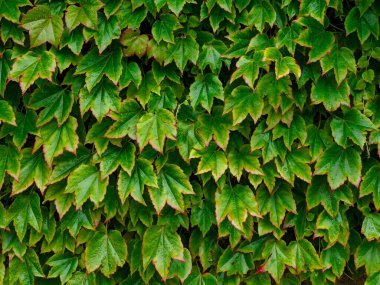 Partenosissus triküpidata veya Boston sarmaşık dokusu