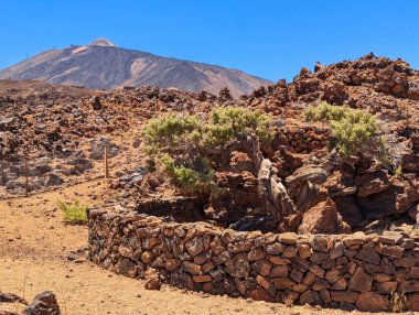 El Patriarca olarak bilinen antik sedir ağacı, Teide Ulusal Parkı, Tenerife, İspanya