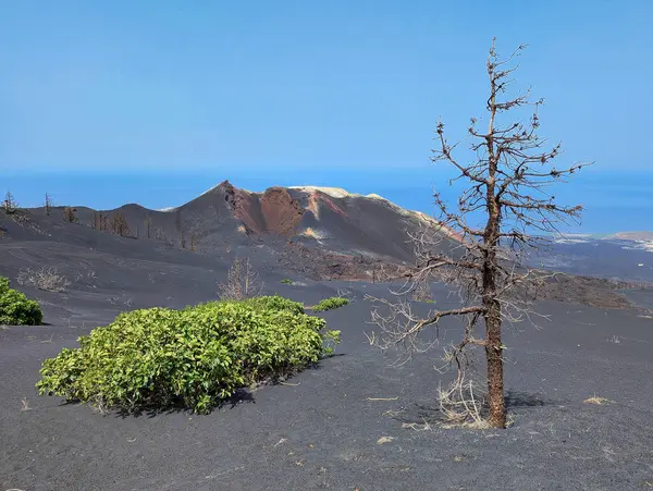 Tajogaite volkanı, 2021 'de La Palma adasındaki son volkanik patlama.
