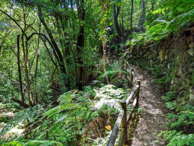 El Cubo de la Galga Ormanı, La Palma Adası, Kanarya Adaları, İspanya