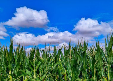 Mavi gökyüzü arka planında bulutlu mısır tarlası, Zamora, İspanya