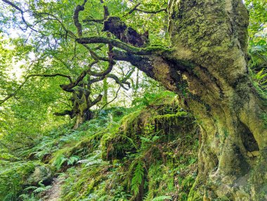 Pendon, Foces del Rio Pendon 'daki orman, Nava, Asturias, İspanya ve Avrupa' daki geçitleri kapatıyor.