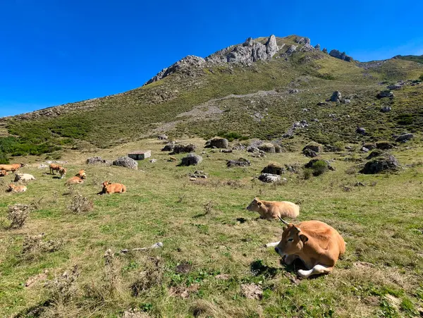 stock image 'Asturiana de los Valles' cattle, Somiedo Nature Park, Asturias, Spain