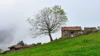 Felechosa köyü yakınlarında sonbaharda kulübe ve ağaç, Aller, Asturias, İspanya