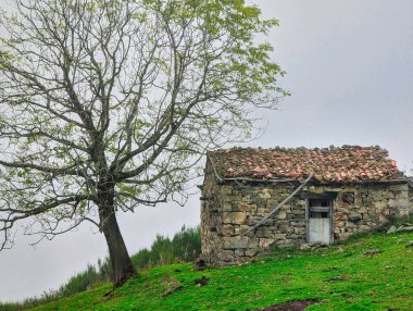 Felechosa köyü yakınlarında sonbaharda kulübe ve ağaç, Aller, Asturias, İspanya