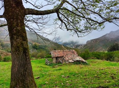 Felechosa köyü yakınlarında sonbaharda kulübe ve ağaç, Aller, Asturias, İspanya