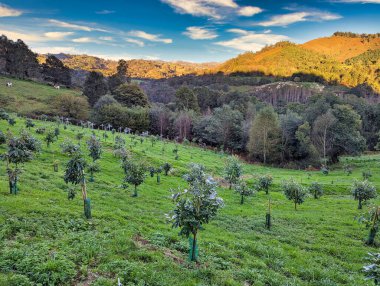 Camas yakınlarındaki genç avokado çiftliği, Nava belediyesi, Comarca de la Sidra, Asturias, İspanya, Avrupa