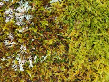 lichens ve yosun, Asturias, İspanya