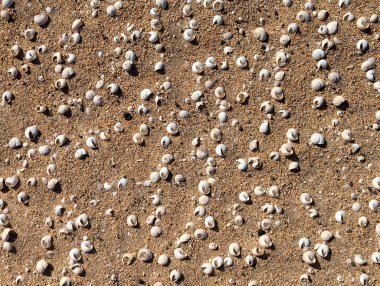 İspanya 'nın La Graciosa adasında kumdaki beyaz deniz salyangozlarının dokusu ya da deseni