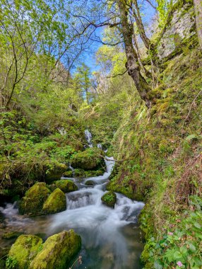 Kayın ormanının içindeki dağ nehri, Muniacos ormanı, Redes Doğal Parkı, Asturias, İspanya