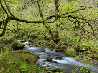 Kayın ormanının içindeki dağ nehri, Muniacos ormanı, Redes Doğal Parkı, Asturias, İspanya