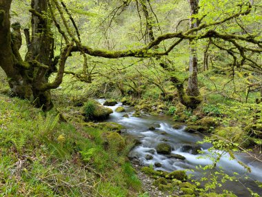 Kayın ormanının içindeki dağ nehri, Muniacos ormanı, Redes Doğal Parkı, Asturias, İspanya