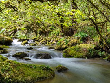 Kayın ormanının içindeki dağ nehri, Muniacos ormanı, Redes Doğal Parkı, Asturias, İspanya