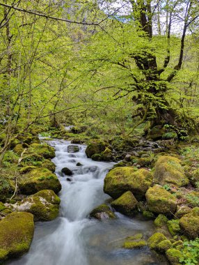 Kayın ormanının içindeki dağ nehri, Muniacos ormanı, Redes Doğal Parkı, Asturias, İspanya
