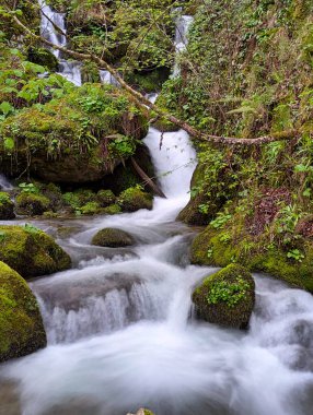 Kayın ormanının içindeki dağ nehri, Muniacos ormanı, Redes Doğal Parkı, Asturias, İspanya