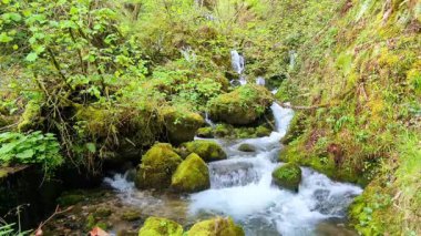 Kayın ormanının içindeki dağ nehri, Muniacos ormanı, Redes Doğal Parkı, Asturias, İspanya