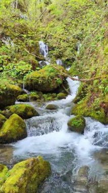 Kayın ormanının içindeki dağ nehri, Muniacos ormanı, Redes Doğal Parkı, Asturias, İspanya