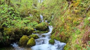 Kayın ormanının içindeki dağ nehri, Muniacos ormanı, Redes Doğal Parkı, Asturias, İspanya