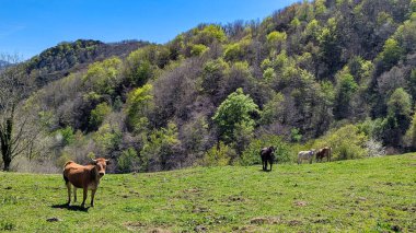 'Asturiana de los Valles' sığırları San Esteban köyü yakınlarında, Belmonte belediyesi, Asturias, İspanya