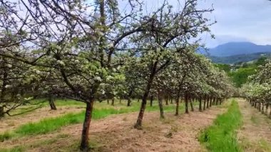 Nava vilage yakınlarındaki elma ağaçları arasında yürüyen Comarca de la Sidra, Asturias, İspanya, Avrupa