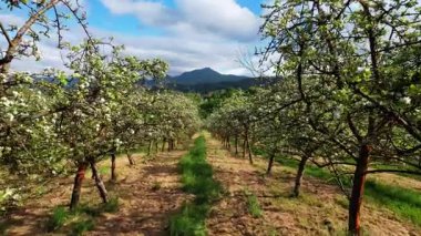 Nava vilage, Comarca de la Sidra, Asturias, İspanya, Avrupa yakınlarındaki elma ağaçları arasında çekilen hava yolculuğu görüntüleri