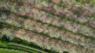 Baharda, Llames köyü, Nava belediyesi, Comarca de la Sidra, Asturias, İspanya, Avrupa yakınlarındaki çiçek açan elma ağaçlarının hava manzarası