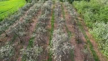 Baharda, Llames köyü, Nava belediyesi, Comarca de la Sidra, Asturias, İspanya, Avrupa yakınlarındaki çiçek açan elma ağaçlarının hava manzarası