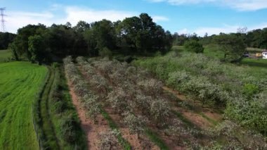 Baharda, Llames köyü, Nava belediyesi, Comarca de la Sidra, Asturias, İspanya, Avrupa yakınlarındaki çiçek açan elma ağaçlarının hava manzarası