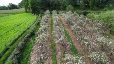 Baharda, Llames köyü, Nava belediyesi, Comarca de la Sidra, Asturias, İspanya, Avrupa yakınlarındaki çiçek açan elma ağaçlarının hava manzarası