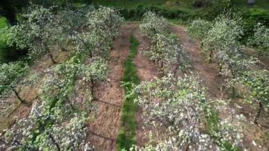 Baharda, Llames köyü, Nava belediyesi, Comarca de la Sidra, Asturias, İspanya, Avrupa yakınlarındaki çiçek açan elma ağaçlarının hava manzarası