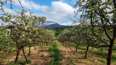 Baharda, Llames köyü, Nava belediyesi, Comarca de la Sidra, Asturias, İspanya, Avrupa yakınlarındaki çiçek açan elma ağaçlarının hava manzarası