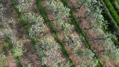 Baharda, Llames köyü, Nava belediyesi, Comarca de la Sidra, Asturias, İspanya, Avrupa yakınlarındaki çiçek açan elma ağaçlarının hava manzarası