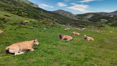Asturiana de los Valles 'in sığırları Santa Maria del Puerto köyü yakınlarında, Somiedo Doğal Parkı. Asturyalar. İspanya