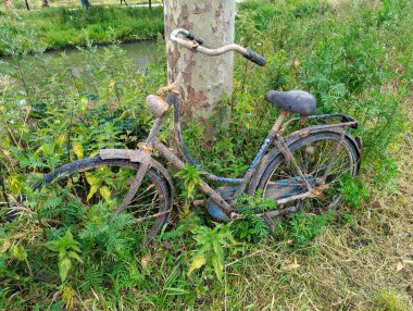 Bisiklet sokakta terk edilmiş, bitki örtüsü, Utrecht ve Hollanda tarafından istila edilmiş.