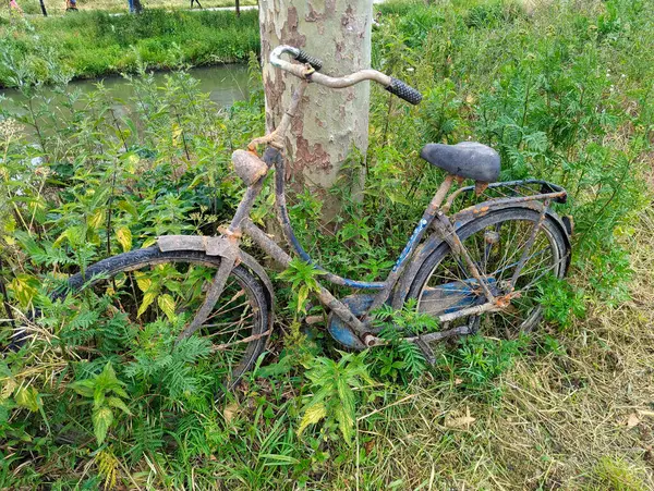 Bisiklet sokakta terk edilmiş, bitki örtüsü, Utrecht ve Hollanda tarafından istila edilmiş.