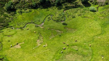Somiedo Doğal Parkı 'ndaki Santa Maria del Puerto köyü yakınlarındaki Las Veigas de Penouta vadisinde sığır görüntüsü. Asturyalar. İspanya