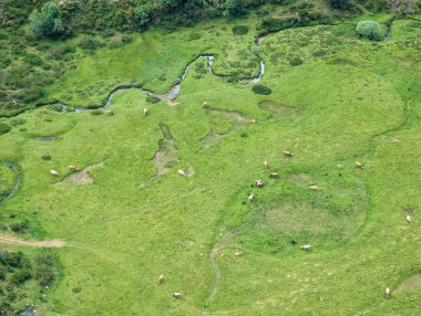 Somiedo Doğal Parkı 'ndaki Santa Maria del Puerto köyü yakınlarındaki Las Veigas de Penouta vadisinde sığır görüntüsü. Asturyalar. İspanya