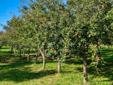 Ağaçta elma elmaları toplanmaya hazır, Nava, Comrca de la Sidra, Asturias, İspanya