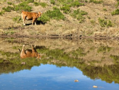 İnek, Paramo Gölleri, Somiedo Doğal Parkı, Asturias, İspanya 'daki Redonda gölünün yüzeyine yansıdı.