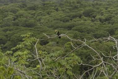 Kosta Rika 'da Tucan libre