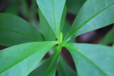 Ginseng yaprağı fotoğrafının yakın görüntüsü. Duvar kağıdı olarak kullanırız. 