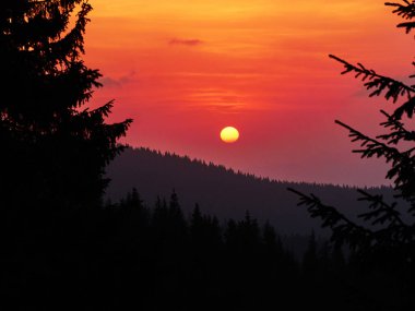 Kızıl gün batımı güneşi, kozalaklı siluet, Karpatlar, Ukrayna