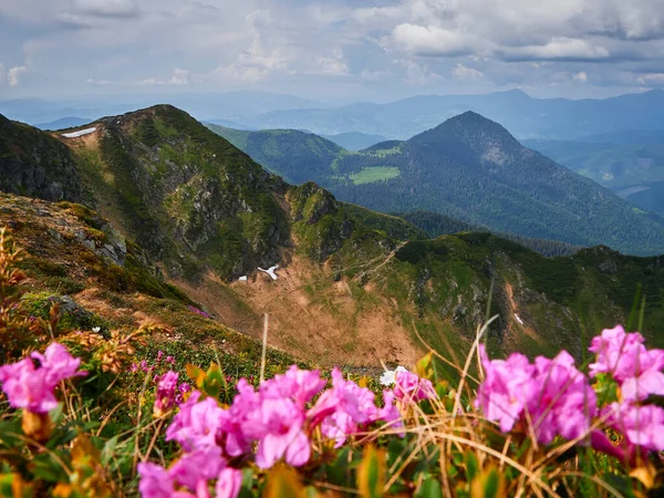 stock image In the foreground are mountain pink flowers among the green mountains. Carpathians, Ukraine