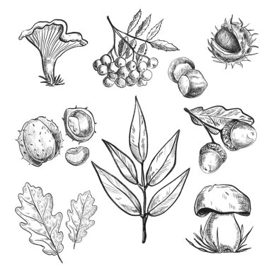   Elementler, çiçekler, yapraklar ve koniler. El çizimi çizimi, siyah çizgiler