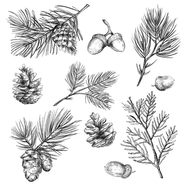   Elementler, çiçekler, yapraklar ve koniler. El çizimi çizimi, siyah çizgiler