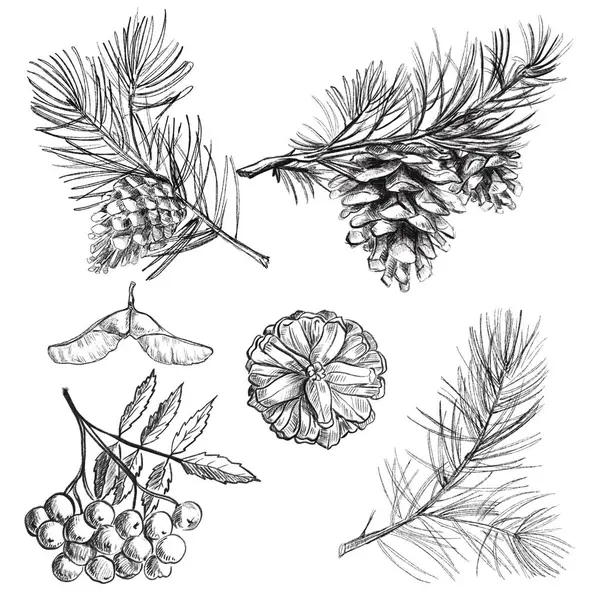   Elementler, çiçekler, yapraklar ve koniler. El çizimi çizimi, siyah çizgiler