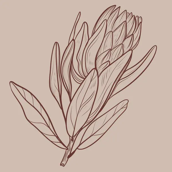 Bej koleksiyon El bej arka planda kahverengi mürekkeple protea çiçeğinin doğrusal çizimi. Çiçek izleri, volta atma, kumaş ve tekstil için mükemmel.