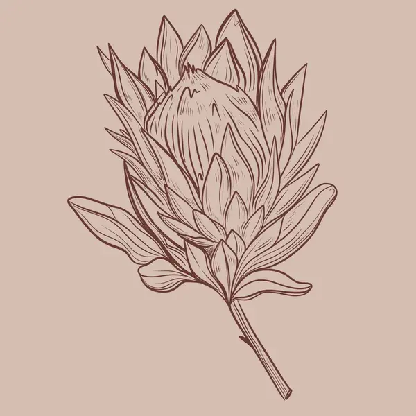 Protea çiçekleri arka plan çiziyor. Kart için asgari tasarım. Botanik kesintisiz çizgi çizimi. Beyaz arkaplanda vektör uzantıları