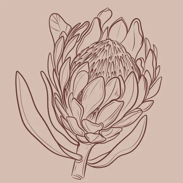 El çizimi bej arka planda kahverengi mürekkeple protea çiçeğinin çizimi. Minimum klasik botanik taslak. Çiçek baskısı, ambalaj, düğün tasarımı için mükemmel.
